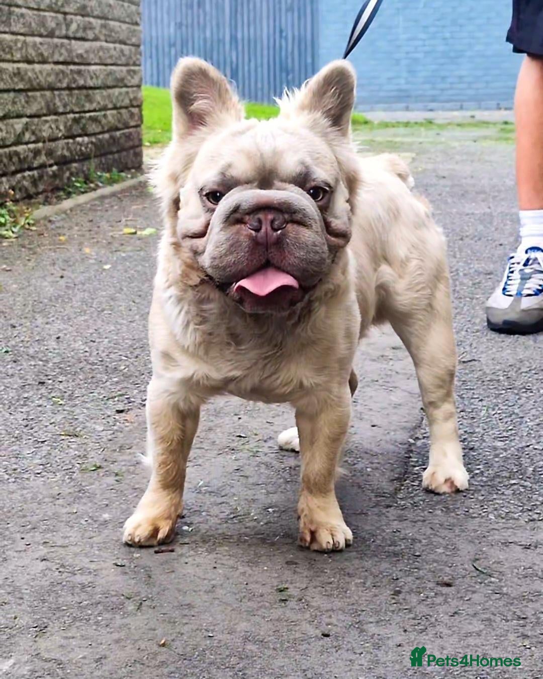 French Bulldog dogs Big rope fluffy french bulldog stud  - Advert 1