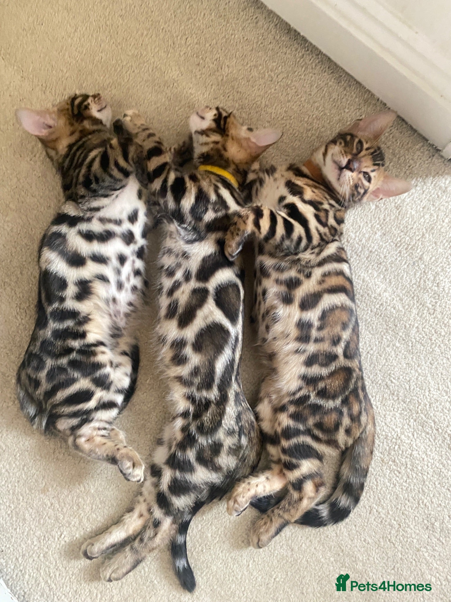 Bengal cats ✨✨ONLY 3 Boys 😻LEFT  - Advert 1