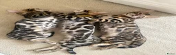 Bengal cats for sale: ✨✨ TICA registered Bengal BOYS😻😻😻 - Advert 10