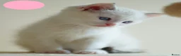 Mixed Breed cats for sale: 3 Siamese and Ragdoll mixed kittens - Advert 14
