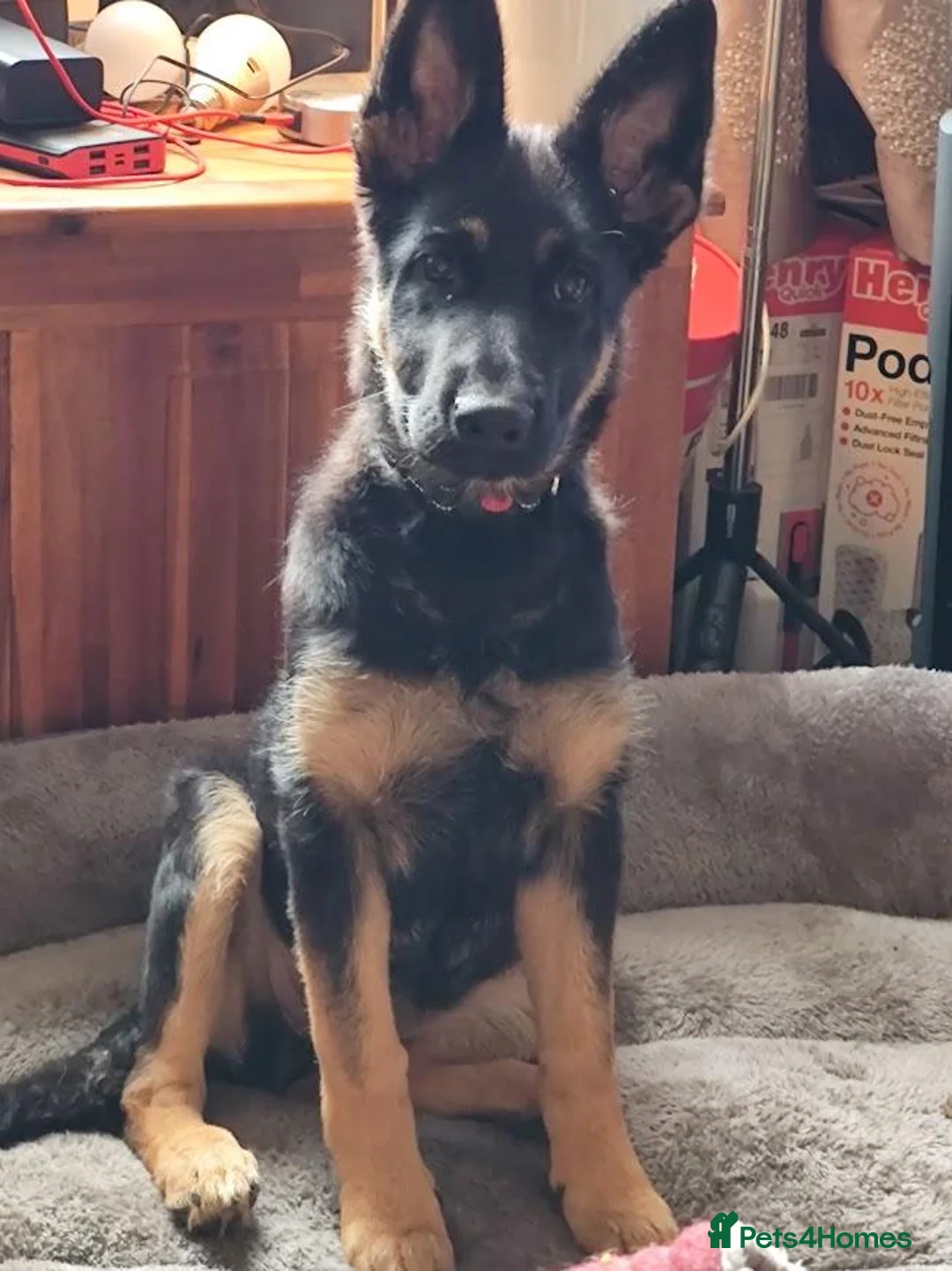 German Shepherd dogs for sale: Female German Shepherd puppy in Huddersfield - Advert 2