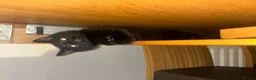 Mixed Breed cats for sale: Three Black British Shorthair Cross Kittens - Advert 15