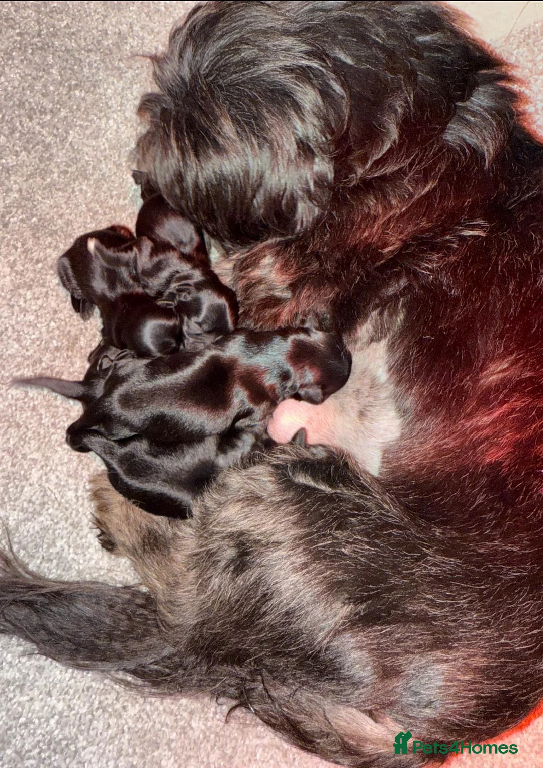 Shih Tzu dogs for sale: Stunning Black Shih Tzu Puppies - Advert 37