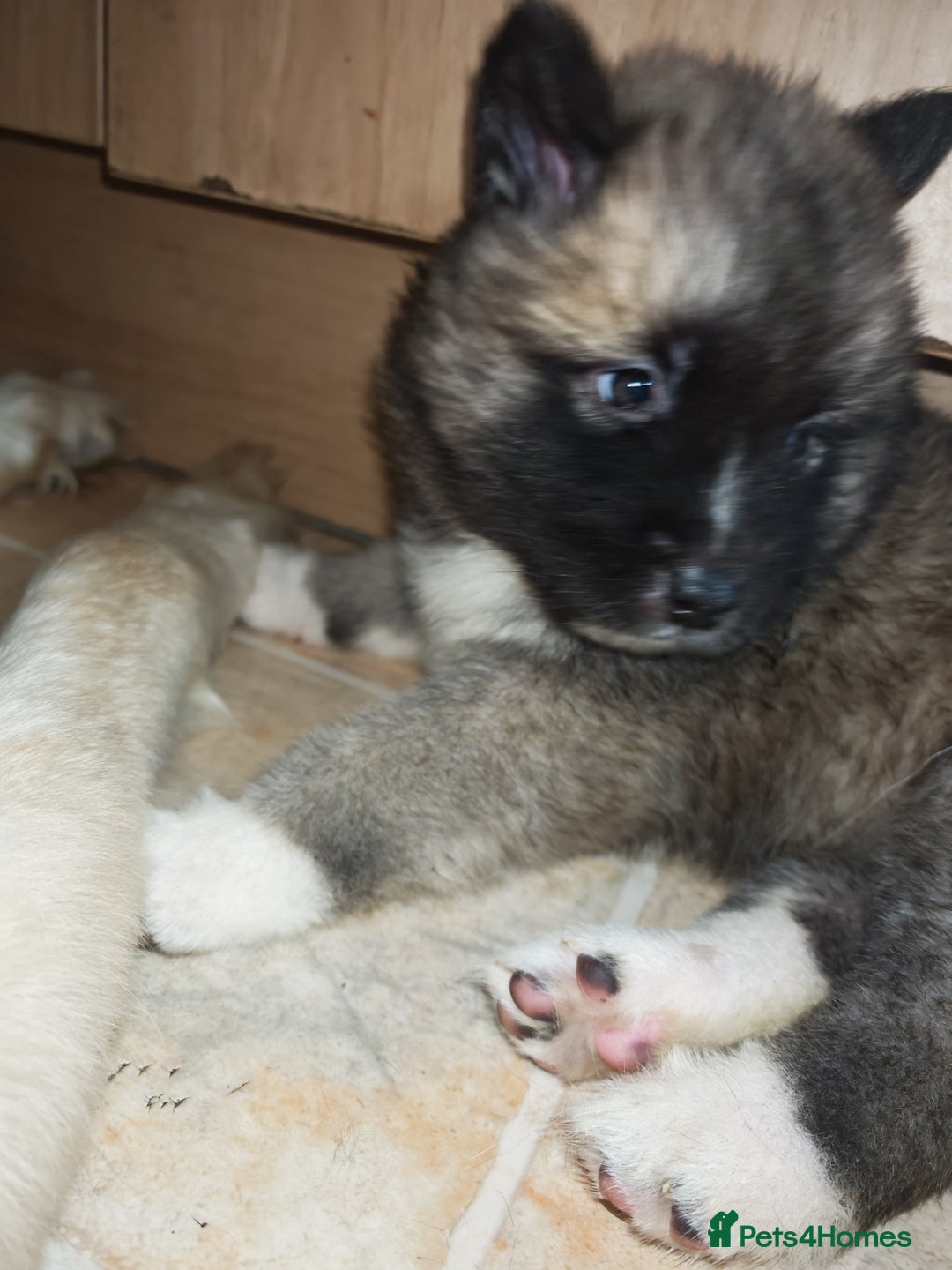 Akita dogs for sale: Akita puppys ready now  - Advert 21