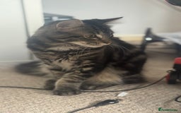 Mixed Breed cats for sale: Kittens for sale - Image 12