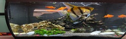 Catfish fish for sale: Fish tank with fish - Advert 6