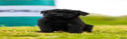 Giant Schnauzer dogs for sale: Working line Giant schnauzer puppies - Advert 11