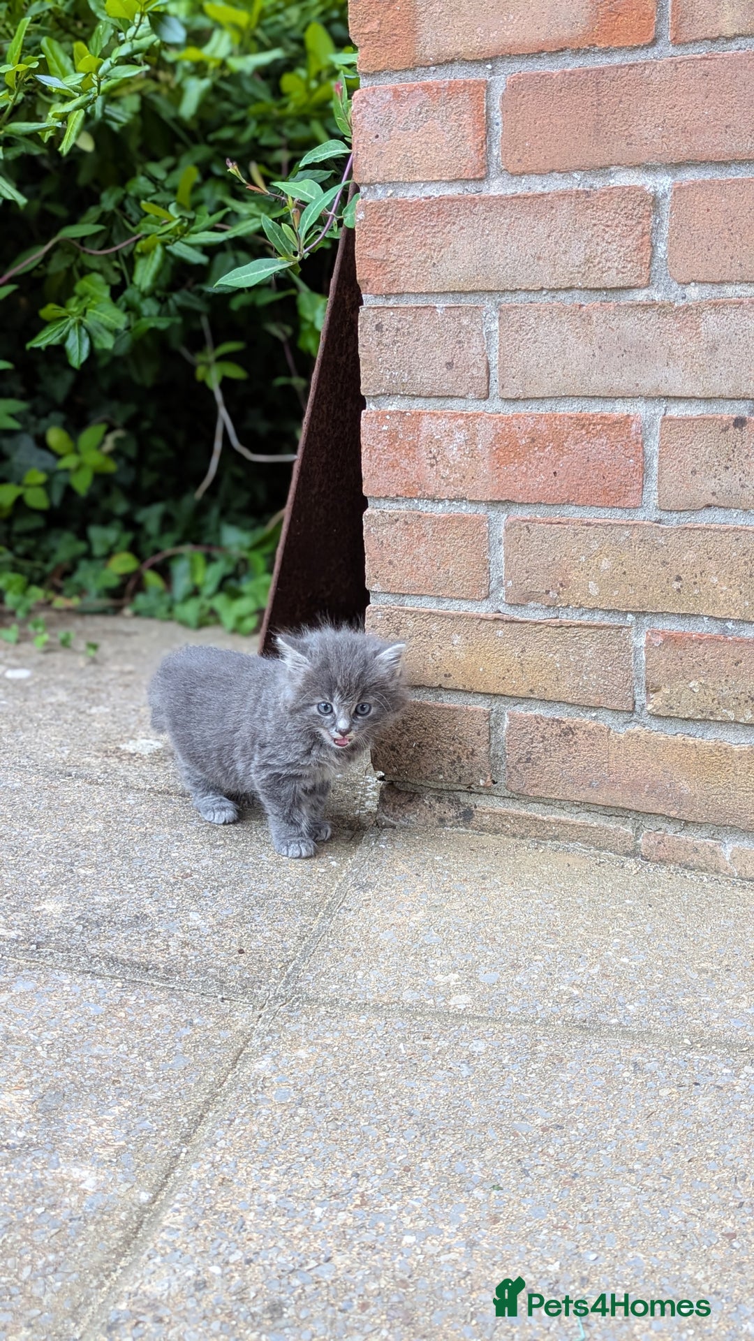 Mixed Breed cats for sale: Fluffy kittens for sale - Image 7