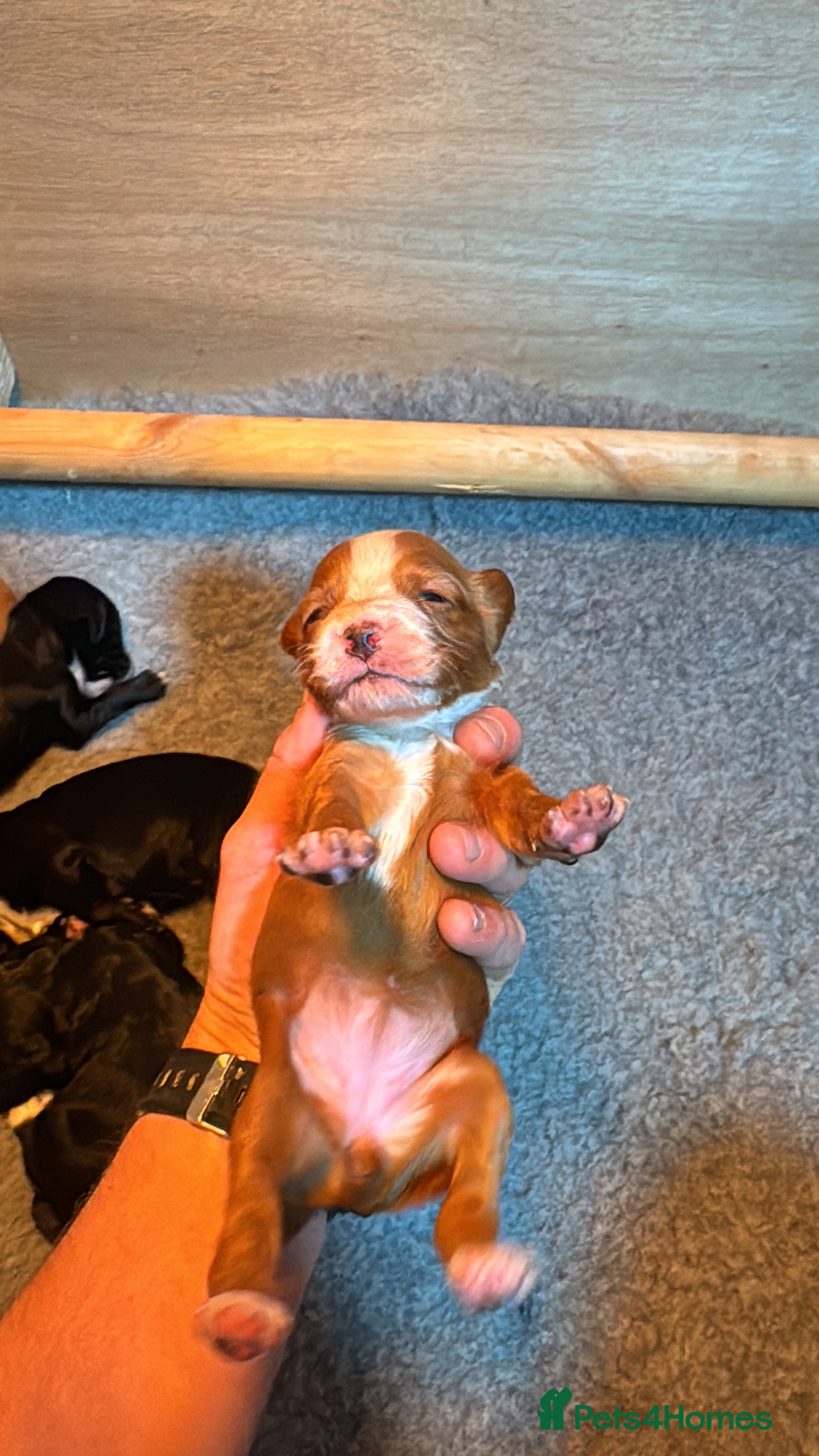 Cocker Spaniel dogs Stunning cocker spaniel puppies  - Advert 2