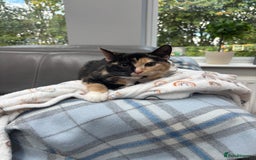 Mixed Breed cats for sale: 2 girl rescue kittens - Image 5