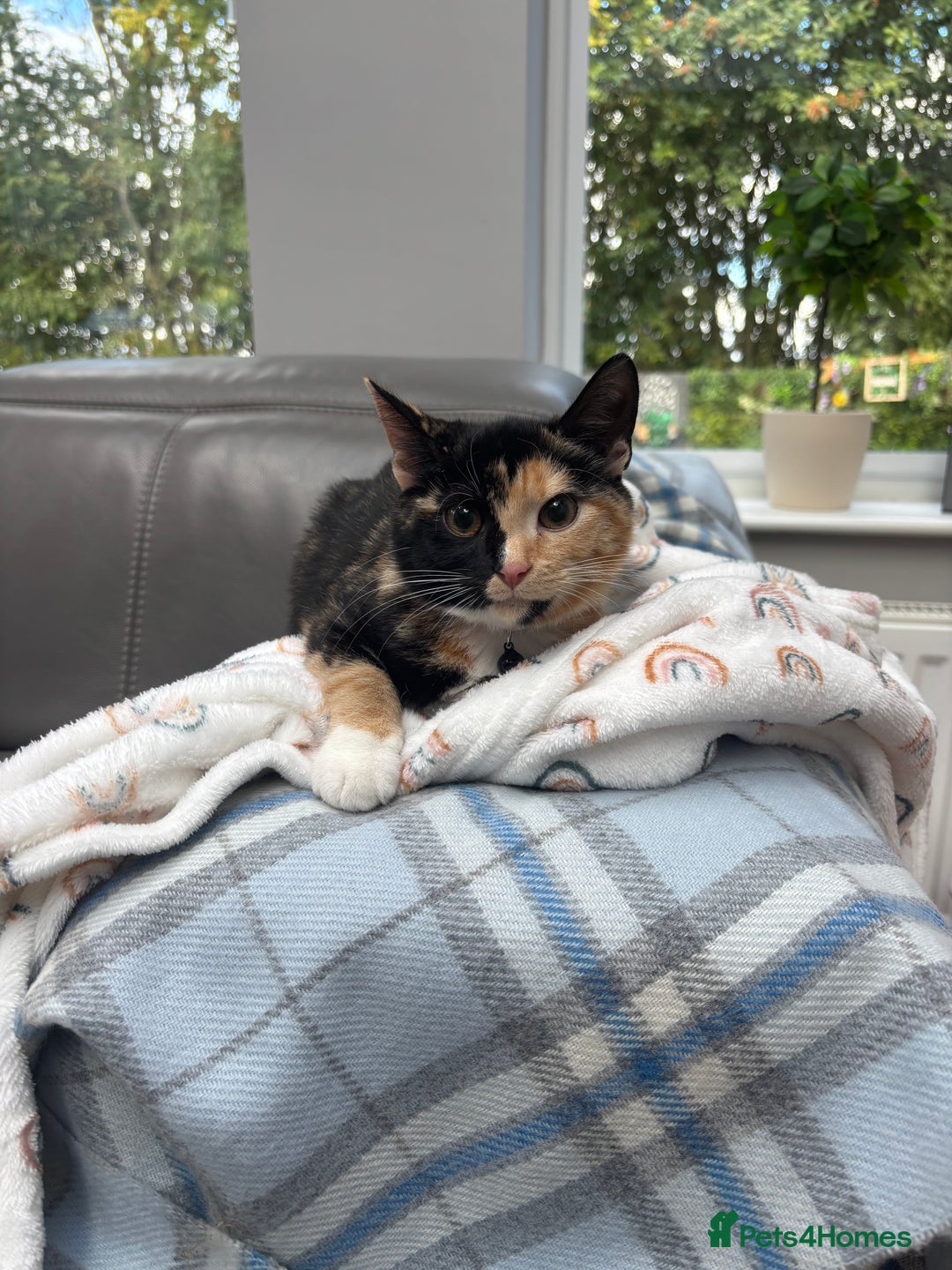 Mixed Breed cats for sale: 2 girl rescue kittens - Image 5