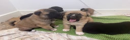 Akita dogs for sale: American Akita puppies - Advert 3