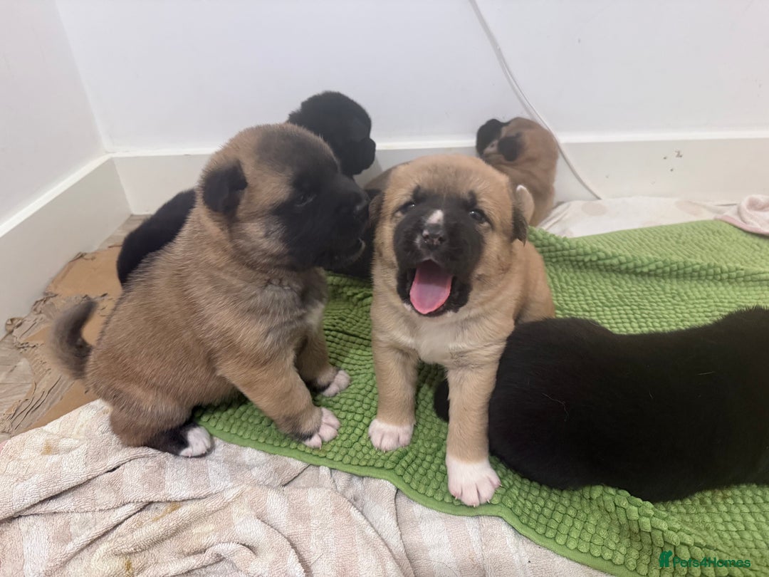 Akita dogs for sale: American Akita puppies - Advert 3