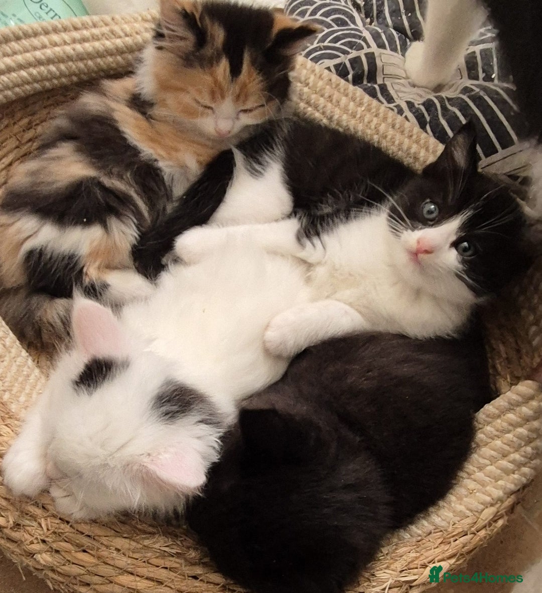 Mixed Breed cats for sale: Ragdoll mixed - Advert 1