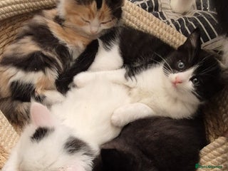 Mixed Breed cats Ragdoll mixed - Advert 2