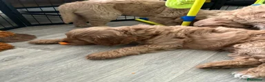 Goldendoodle 1