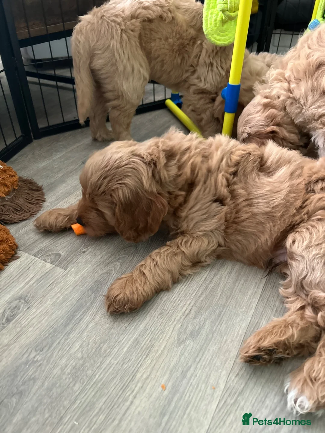 Goldendoodle dogs for sale: * Family raised confident Goldendoodle puppies - Advert 2