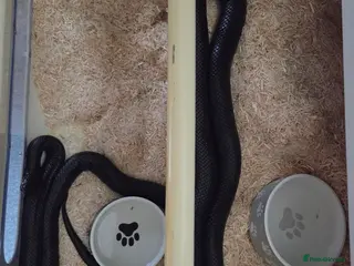 King Snake reptiles Mbk pair - Advert 1