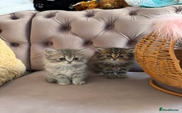 British Longhair cats for sale: British Long Hair Kittens - Image 14