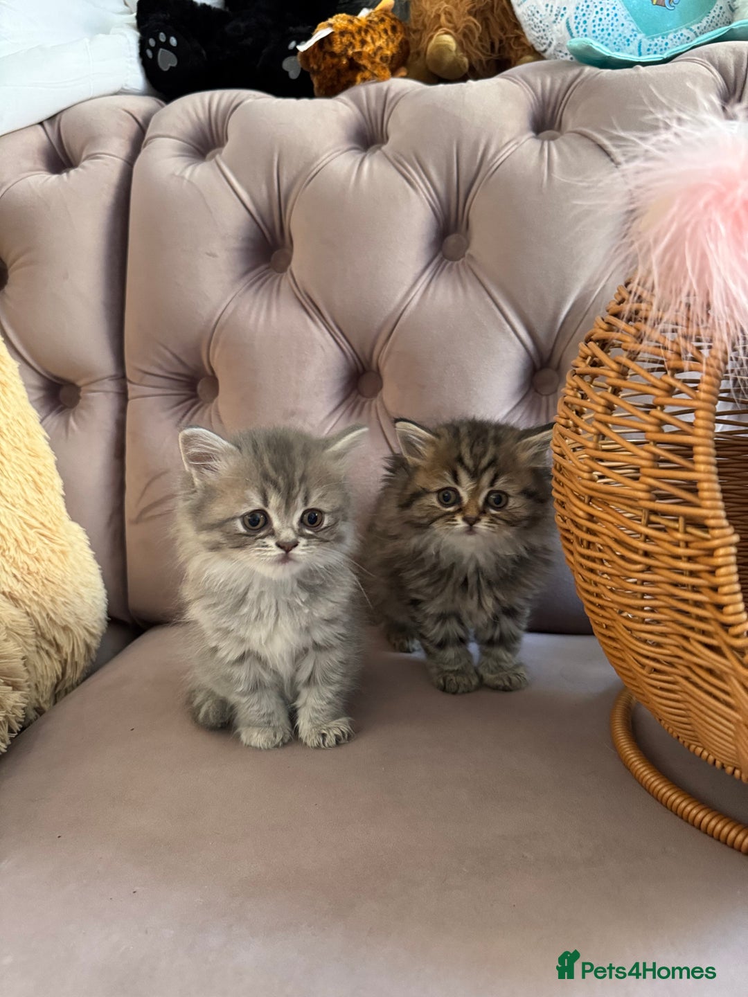 British Longhair cats for sale: British Long Hair Kittens - Image 14