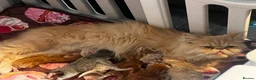 Persian cats for sale: 🌸1 CREAM 1 RED PERSIANS LEFT 🌸 - Advert 8