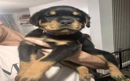 Rottweiler dogs for sale: Chunky Rottweiler Puppies - Image 7
