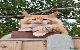 Maine Coon cats for sale: TICA registered pedigree Maincoon kittens - Image 17