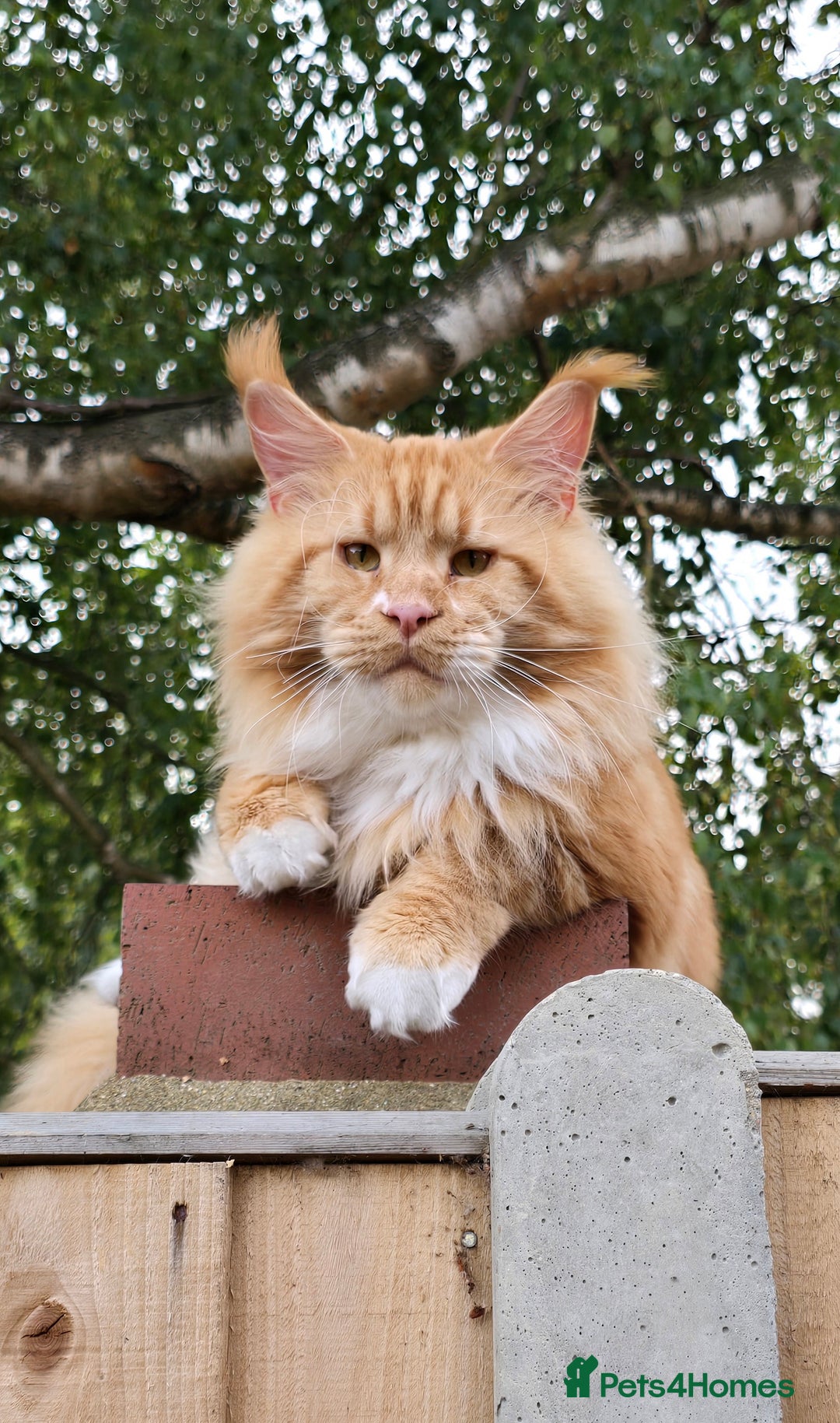 Maine Coon cats for sale: TICA registered pedigree Maincoon kittens - Image 17