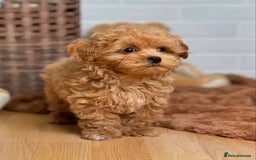Poodle dogs for sale: Beautiful Poodle Puppies Ready!!!!  - Image 8