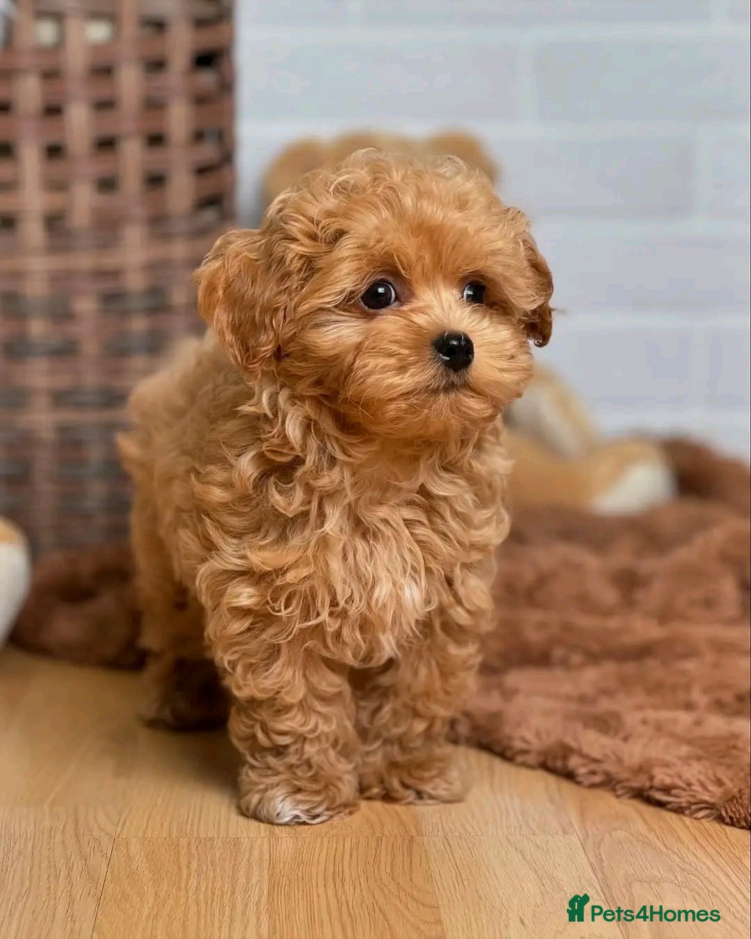 Poodle dogs for sale: Beautiful Poodle Puppies Ready!!!!  - Image 8
