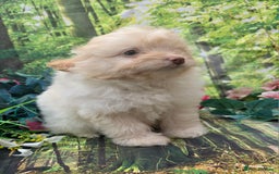 Pomapoo dogs for sale: 🩷ROSIE AND JIM💙 F1 POMAPOO BABIES - Image 11