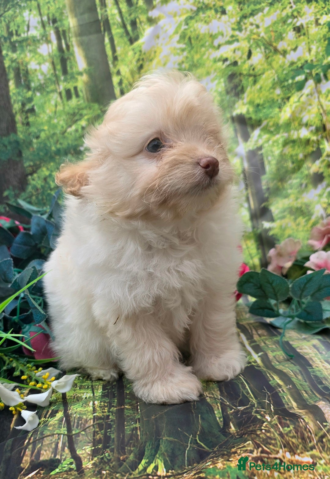 Pomapoo dogs for sale: 🩷ROSIE AND JIM💙 F1 POMAPOO BABIES - Image 11