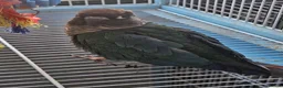 Conures birds for sale: Beautiful Hand-Tame Conures - Advert 22