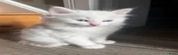 Turkish Angora cats for sale: Turkish Angora Playful Kittens - Advert 31
