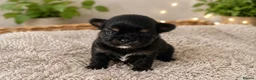 Yorkshire Terrier dogs for sale: Yorkshire Terrier - Advert 9