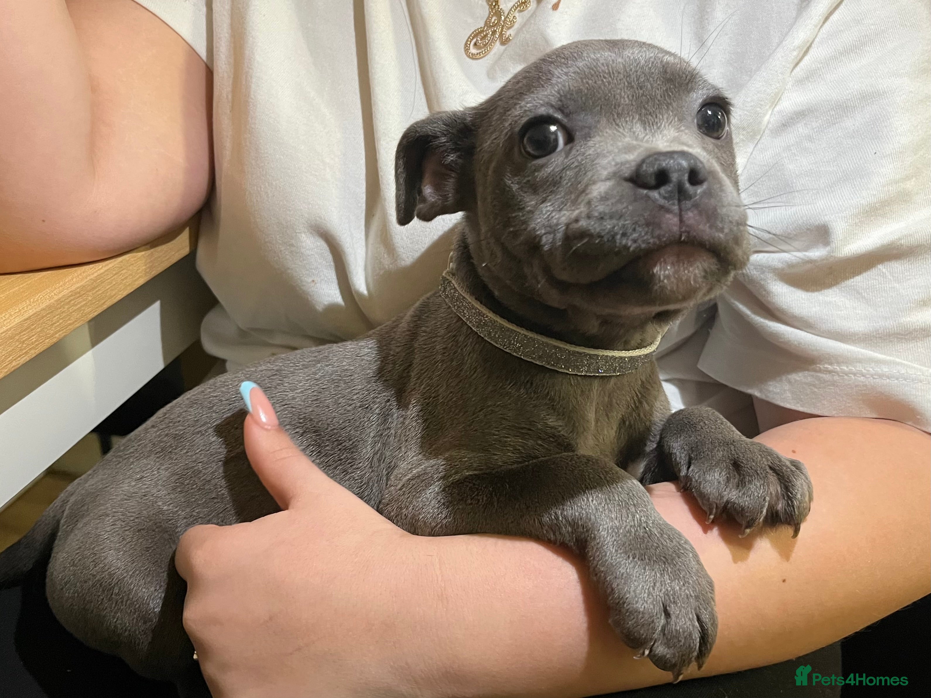 Staffordshire Bull Terrier dogs KC registered blue female - Advert 1