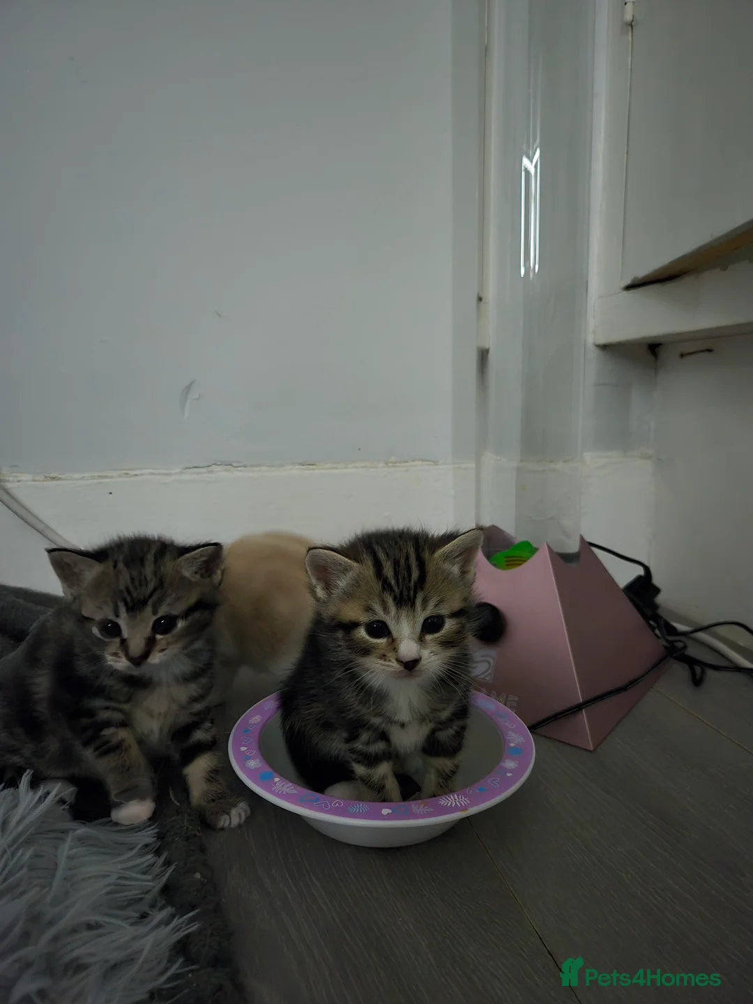 British Shorthair cats for sale: Beautiful kittens  in Isleworth - Advert 13
