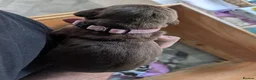 German Shorthaired Pointer dogs for sale: Stunning 3rd Generation Pups Available  - Advert 10