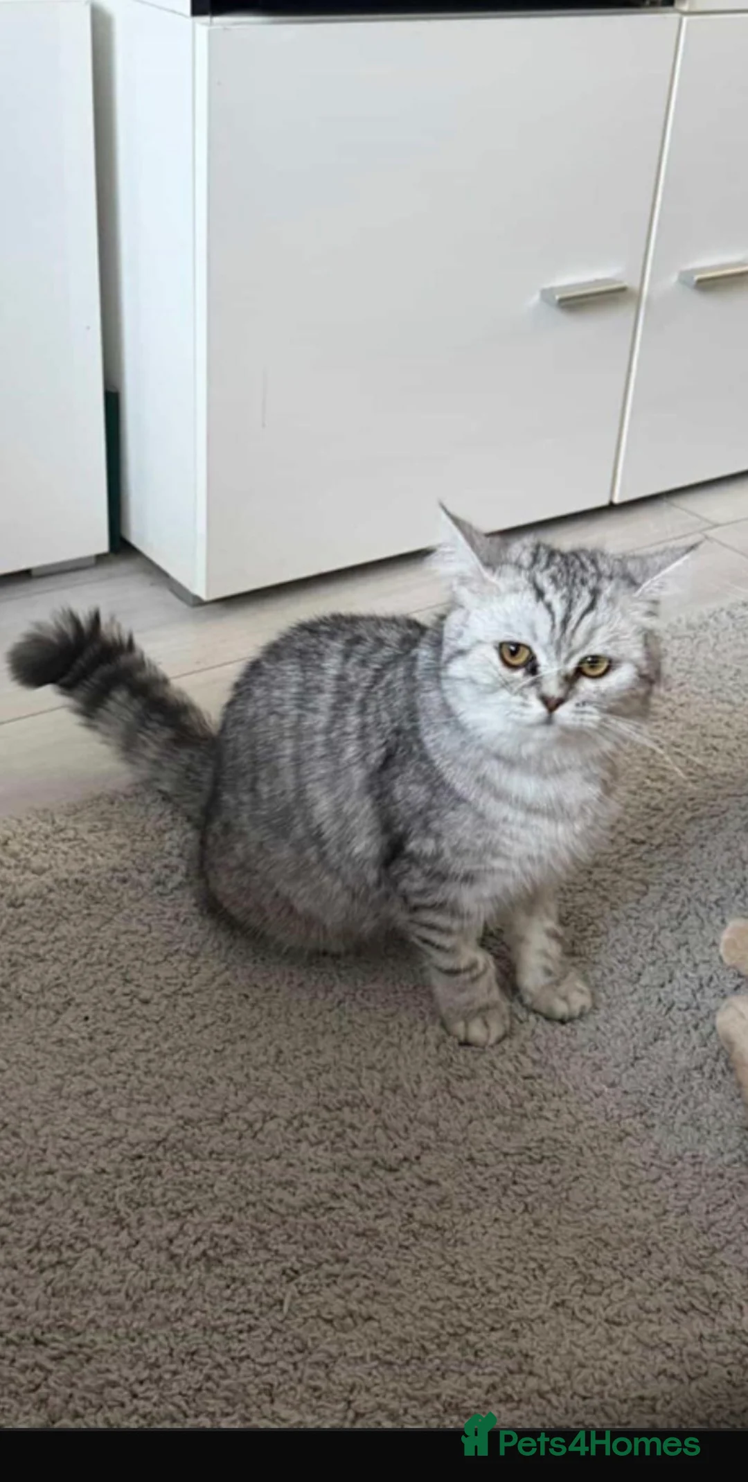 British Shorthair cats for sale: British shorthair for sale - Advert 2