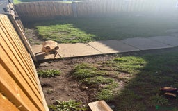 French Bulldog dogs for sale: Liddie  - Image 4