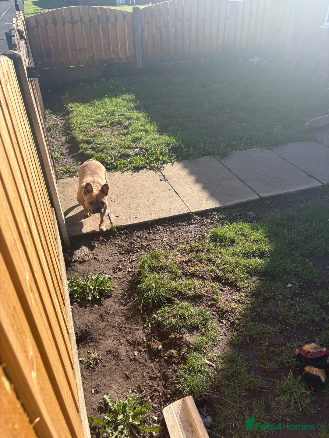 French Bulldog dogs for sale: Liddie  - Image 4