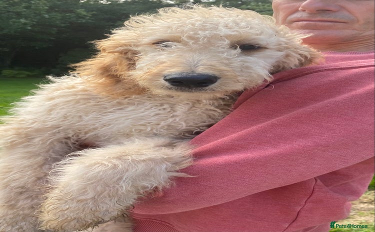 Irish Doodle dogs - Advert 3