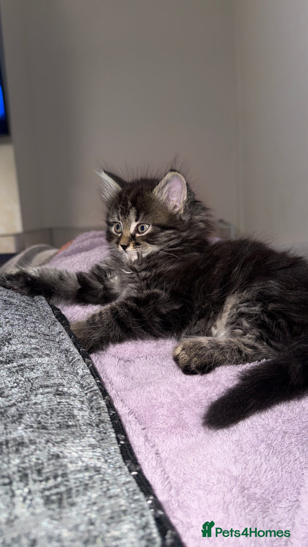 Persian cats for sale: PersianBSH silver, ginger & dark silver kittens 🩷 - Advert 14