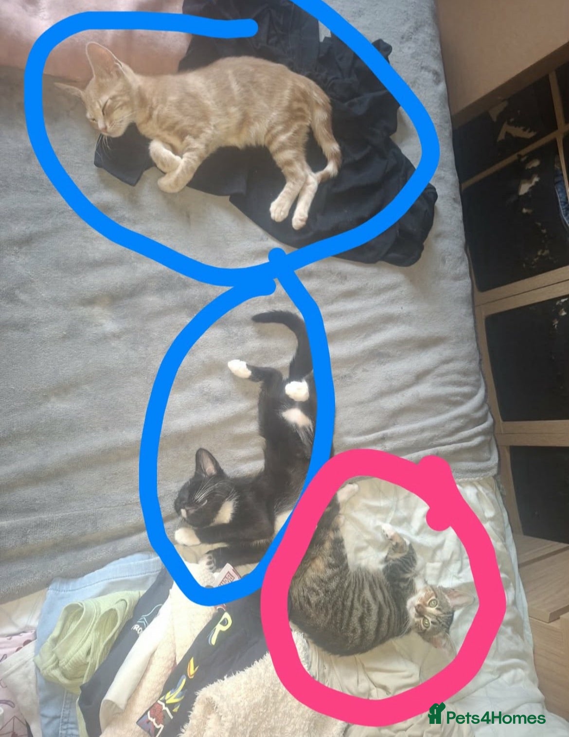 British Shorthair cats Kittens for sale - Advert 1