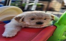 Golden Retriever dogs for sale: 7 Litter Of Golden Retrevier Pups Ready Now. - Image 5