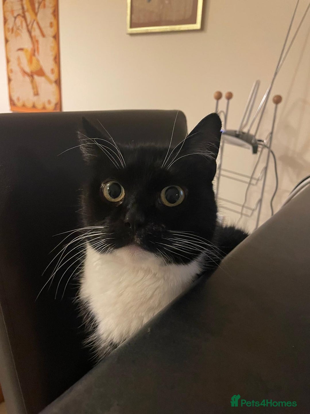 Mixed Breed cats for sale: Beautiful 10yr old female cat for rehoming - Advert 2