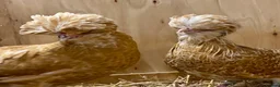 Chickens poultry for sale: Polish  - Advert 11
