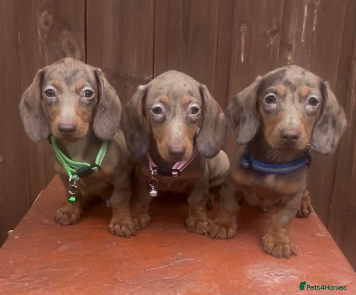 Miniature Dachshund dogs Mini dachshunds - Advert 10