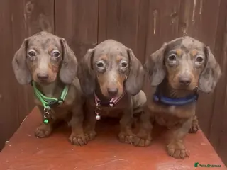 Miniature Dachshund dogs Mini dachshunds - Advert 10