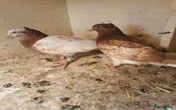 Pigeons birds for sale: Pigeon for sale all good quality and healthy  - Image 4